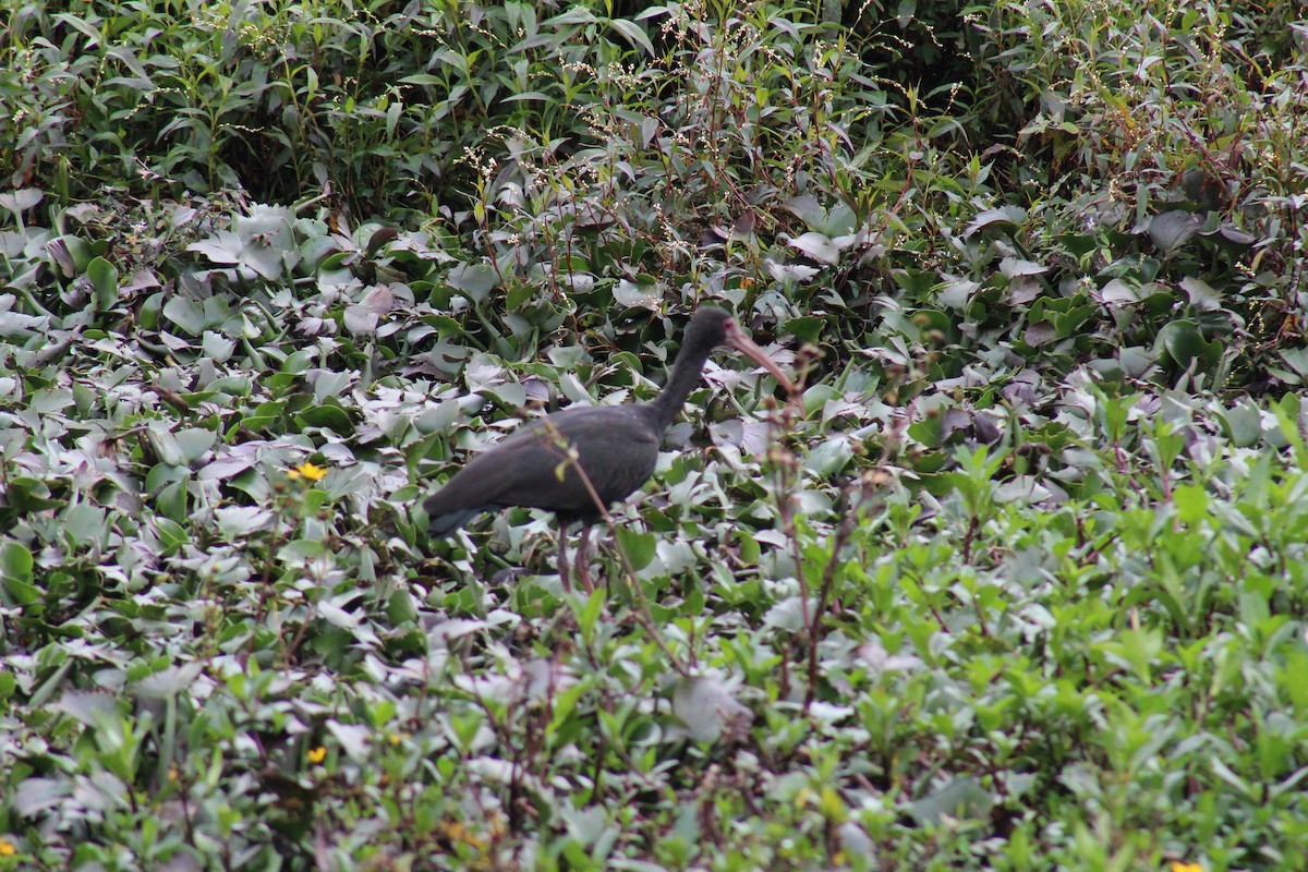 Bare-faced Ibis - ML98649441