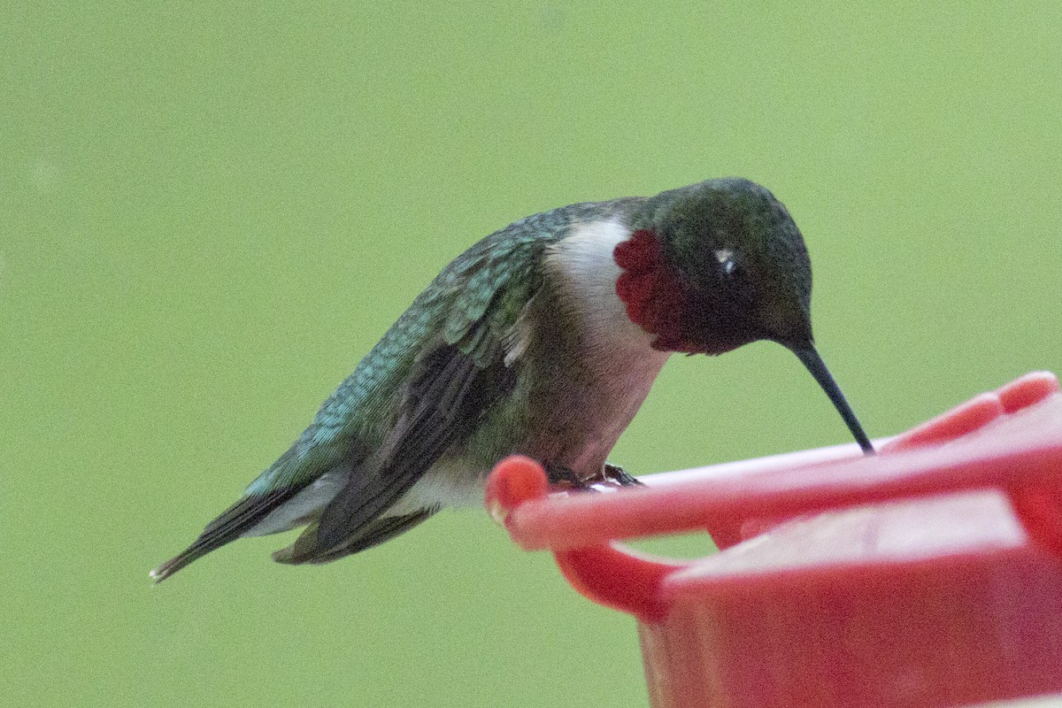 Colibri à gorge rubis - ML98651081