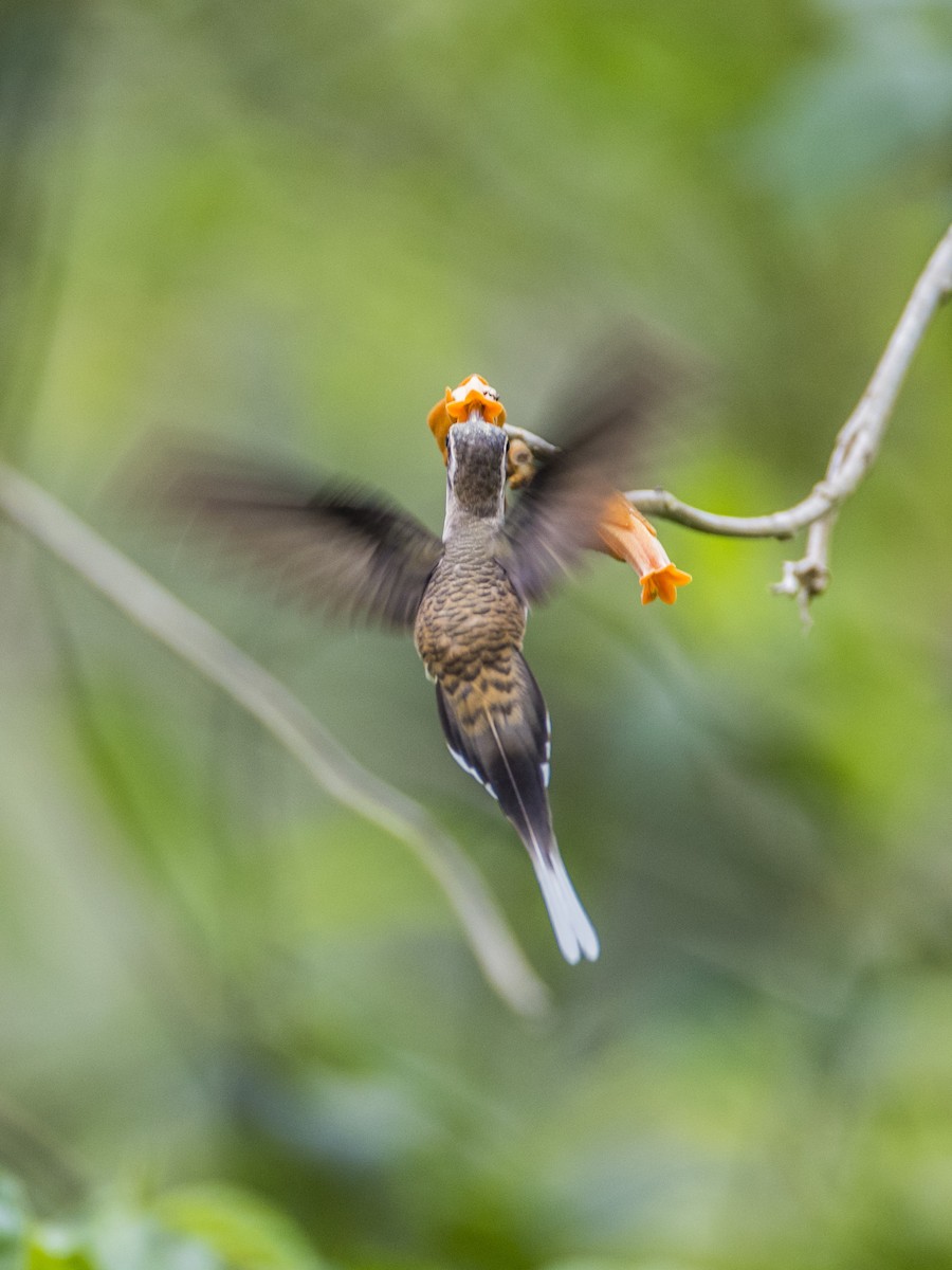 Long-billed Hermit - ML98651351