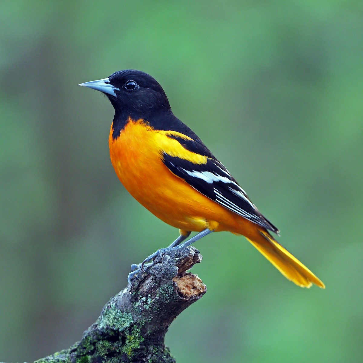 Baltimore Oriole - Gary Mueller