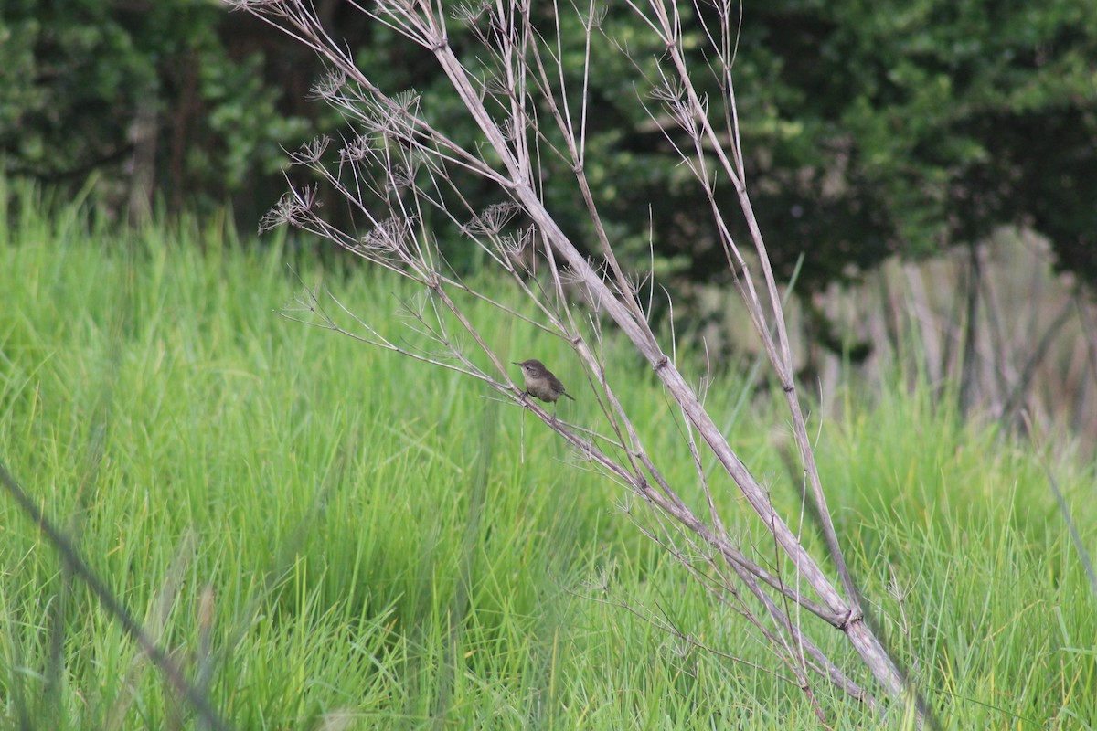 House Wren - ML98652341