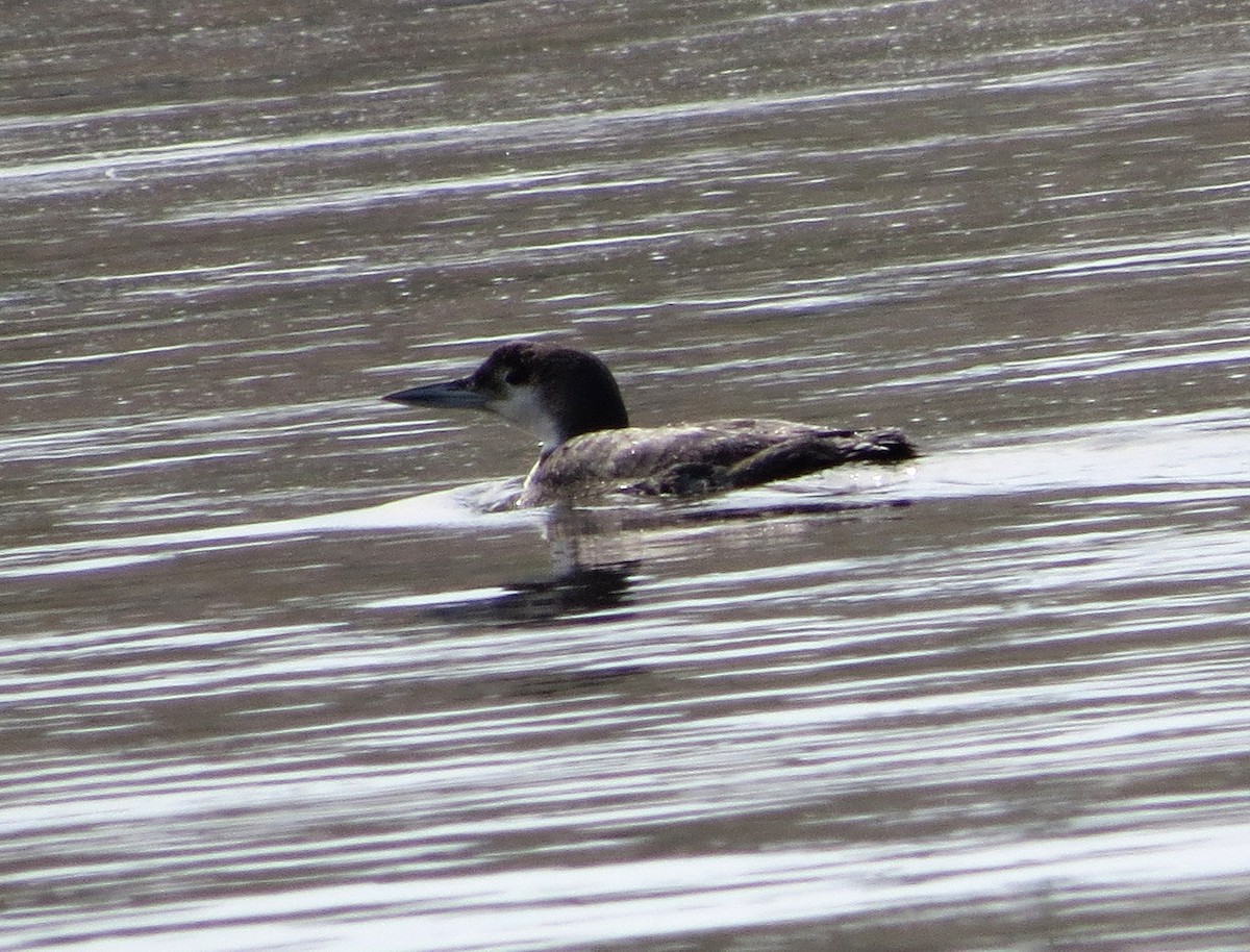 Common Loon - ML98652411