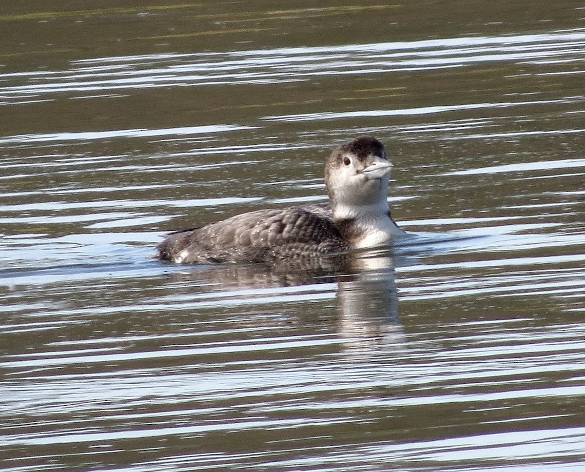 Common Loon - ML98652561