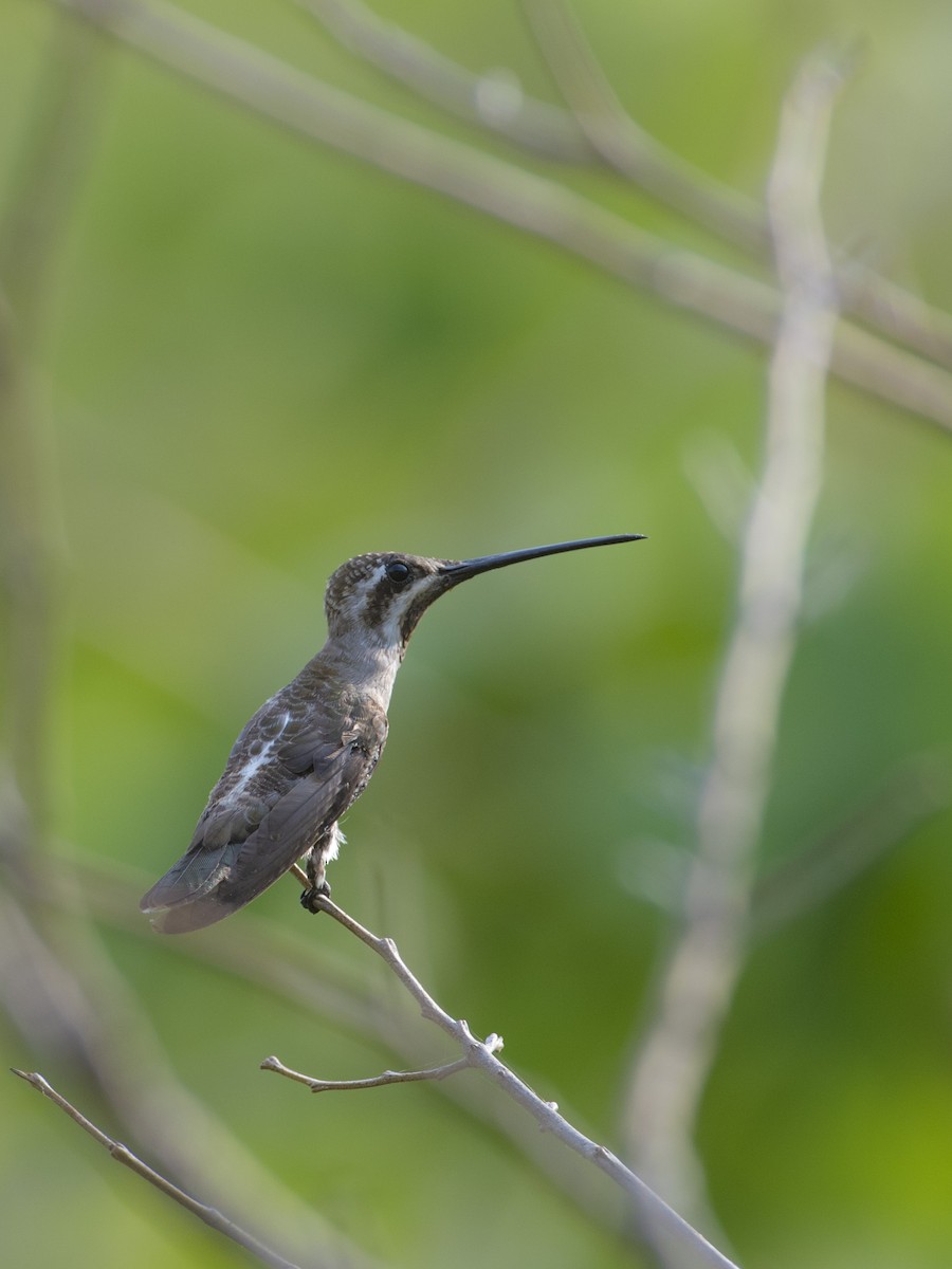 Plain-capped Starthroat - ML98652741