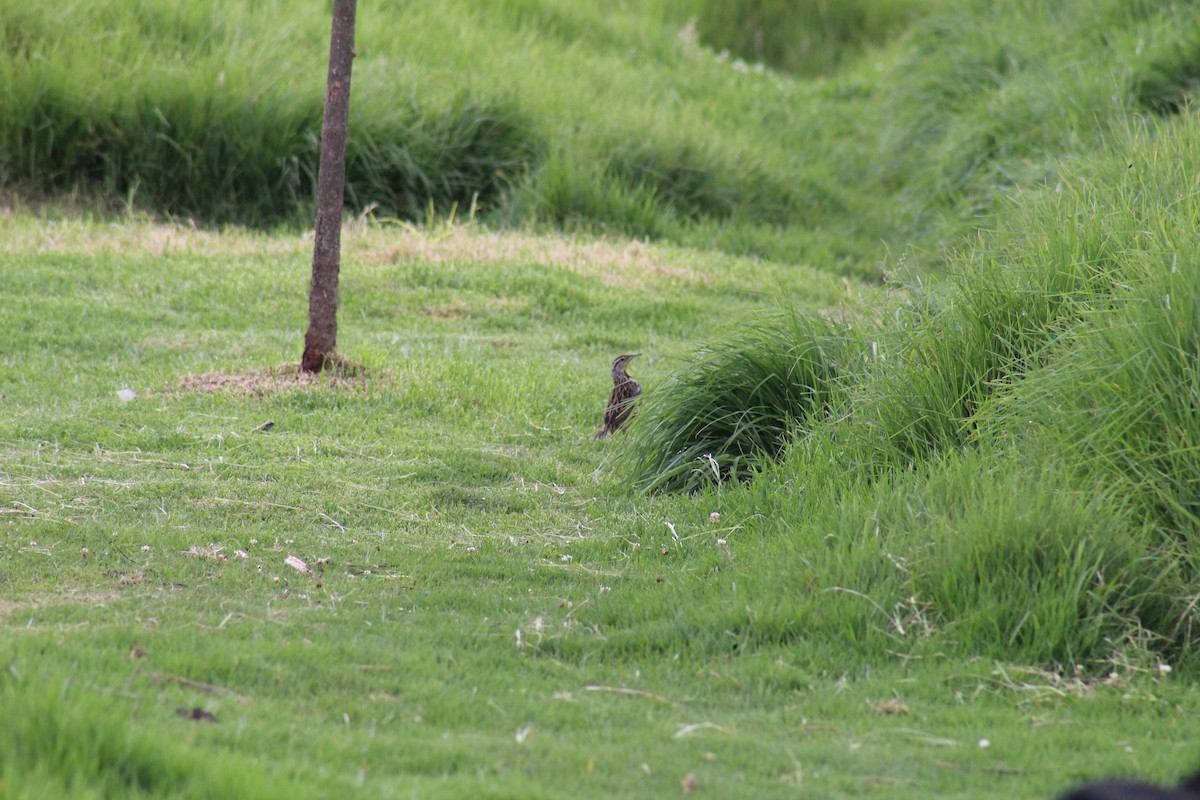 Eastern Meadowlark - ML98652991