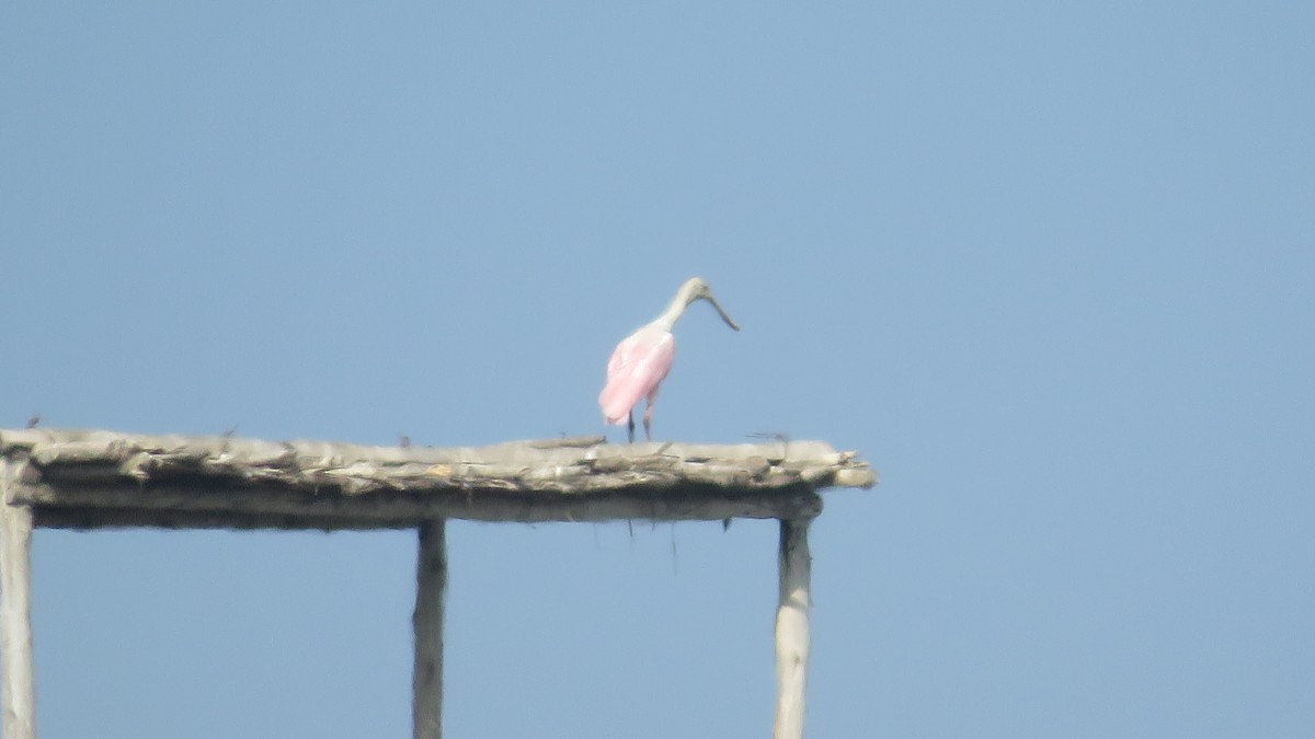 Roseate Spoonbill - ML98653021