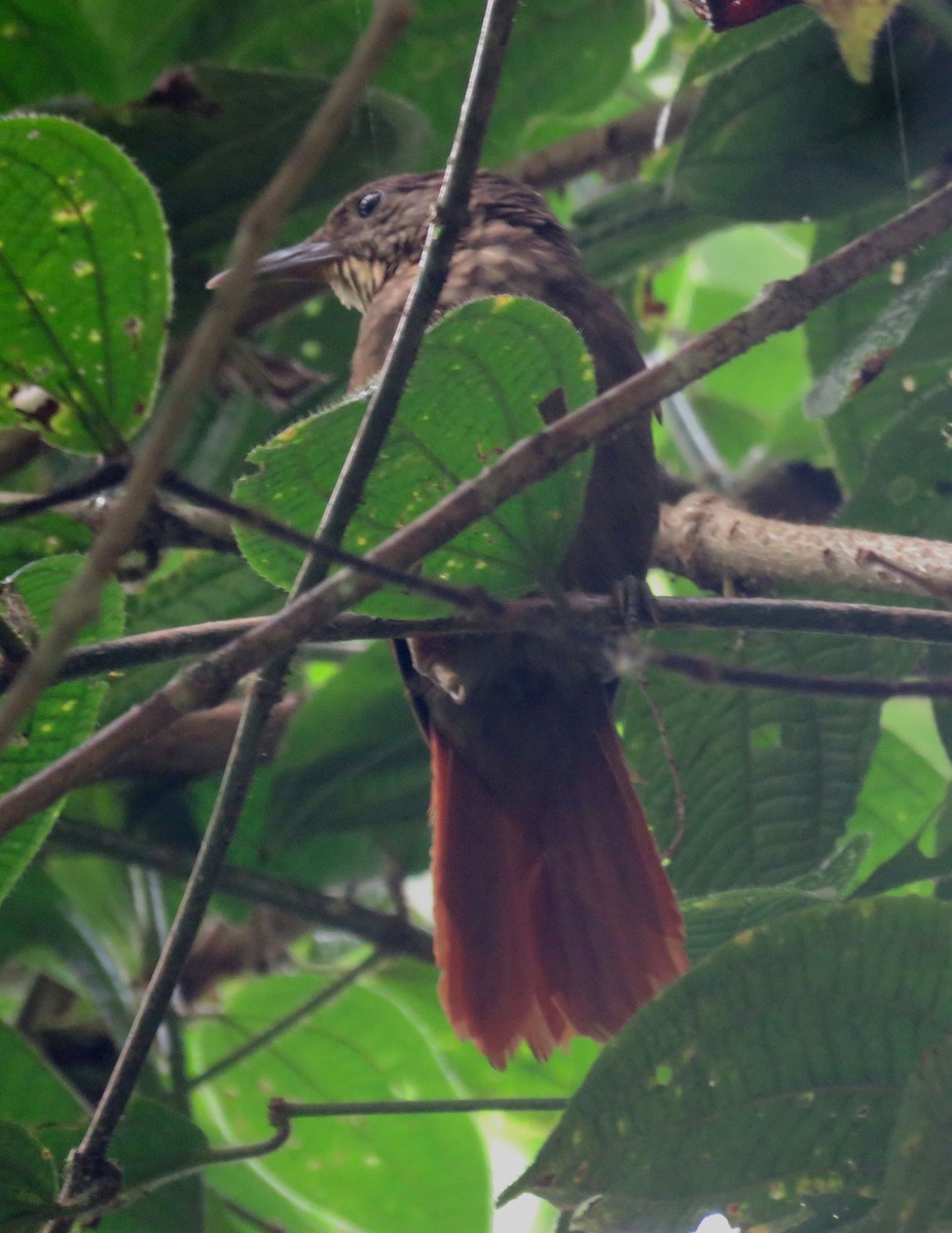 Eastern Woodhaunter - ML98653101