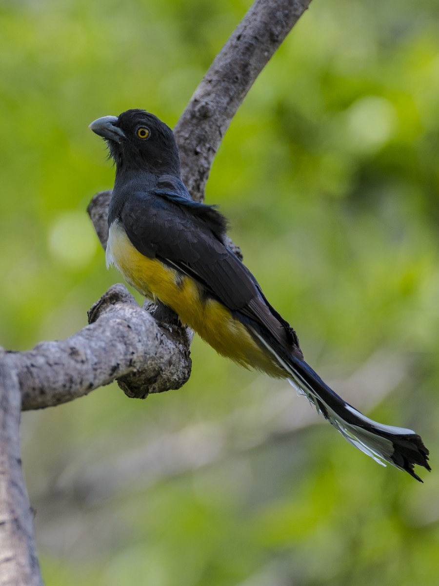 Citreoline Trogon - RoyalFlycatcher Birding Tours & Nature Photography