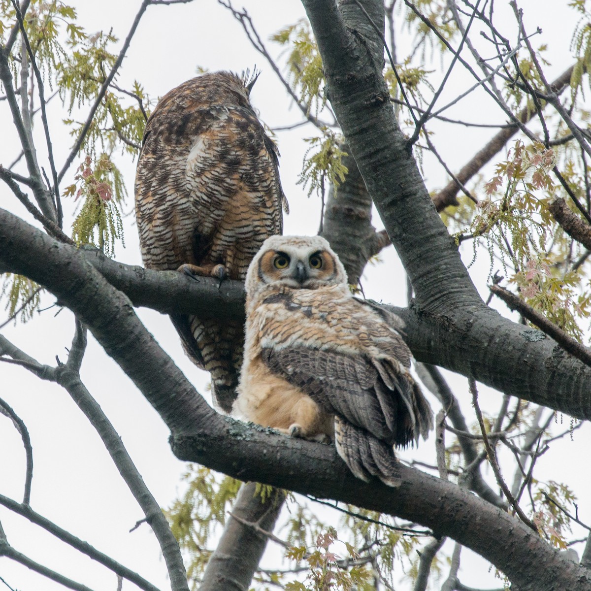 Great Horned Owl - ML98653571