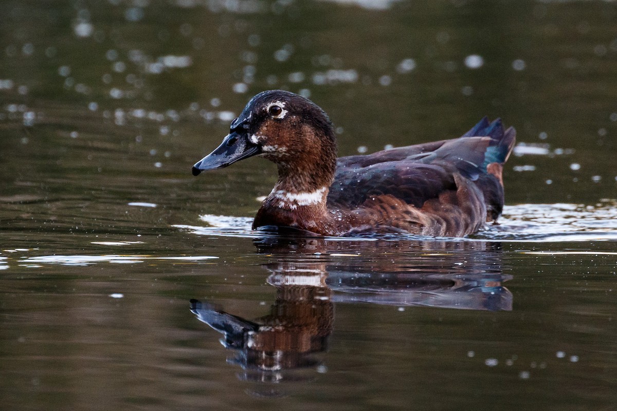 Muscovy Duck x Mallard (hybrid) - ML98654131