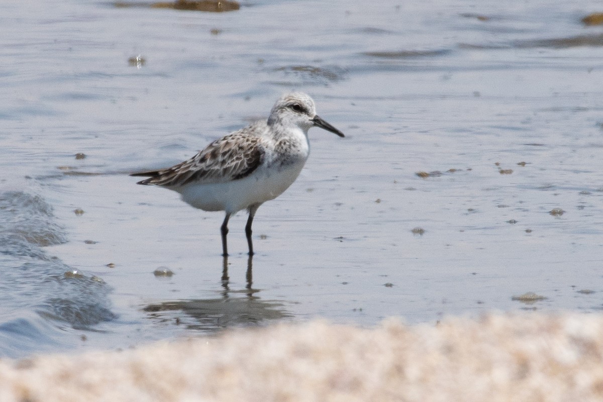 Sanderling - ML98654151