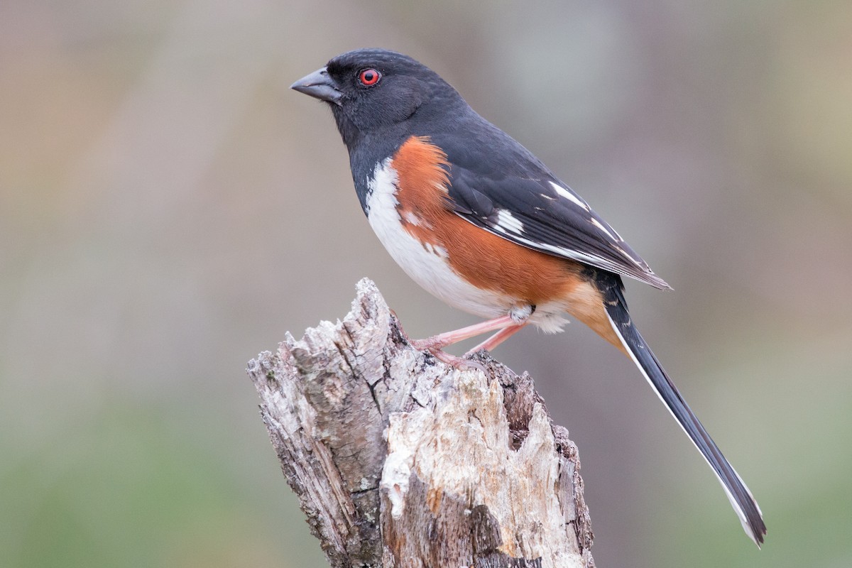 Eastern Towhee - ML98654371