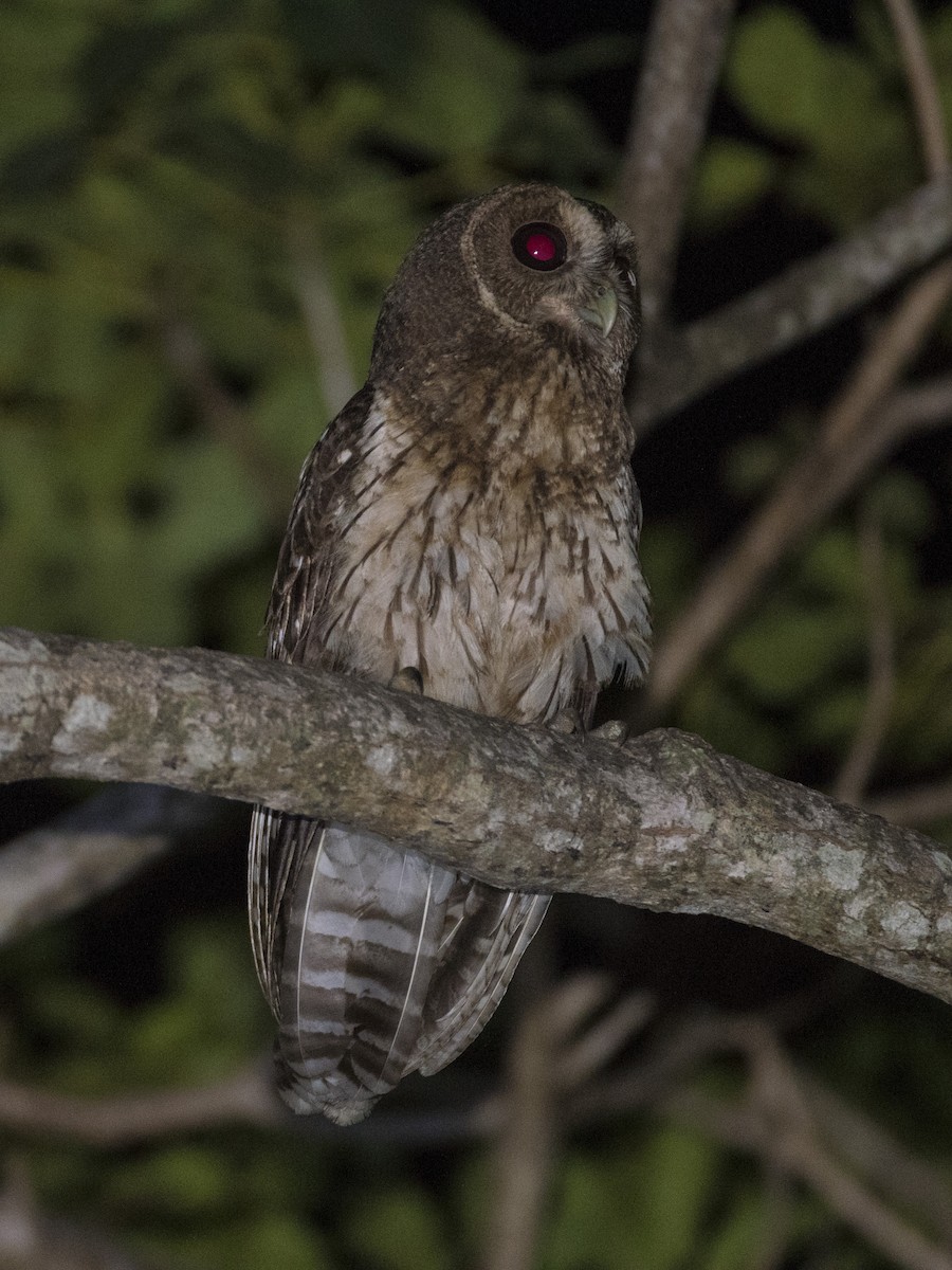 Mottled Owl - ML98656291