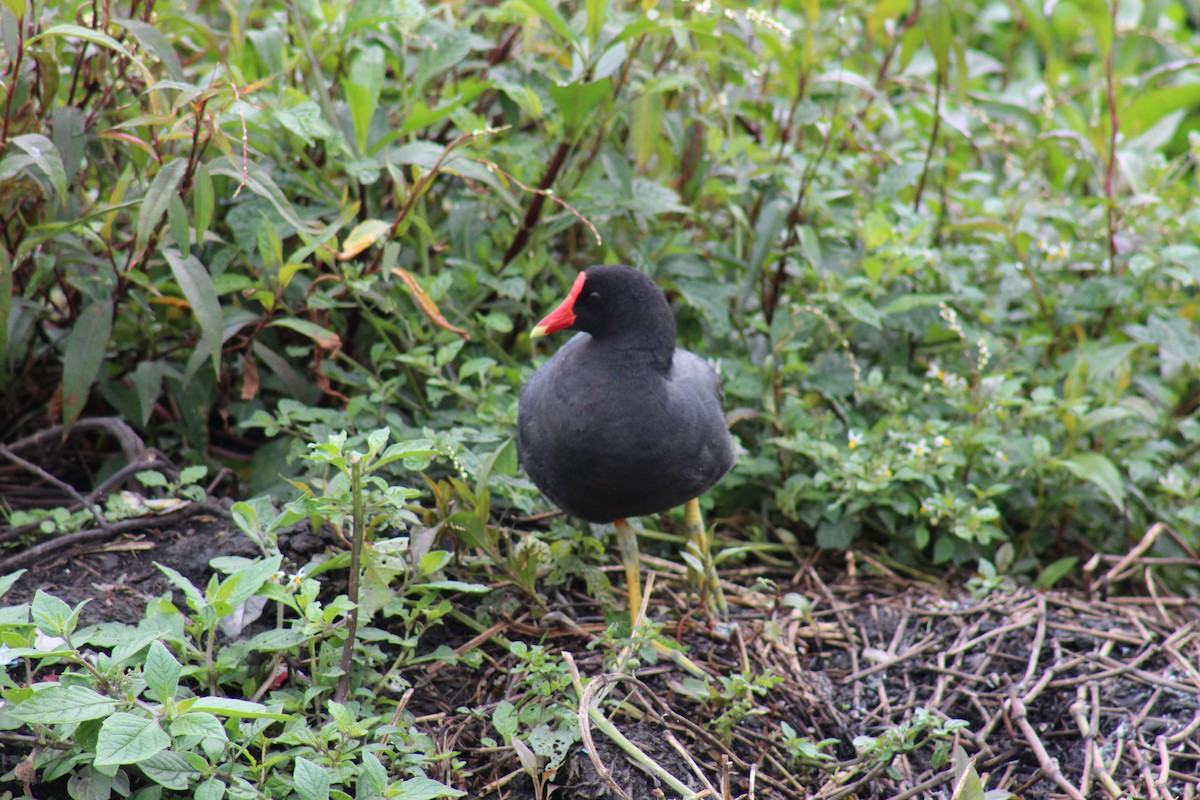 Common Gallinule - Julio Aponte Reyes