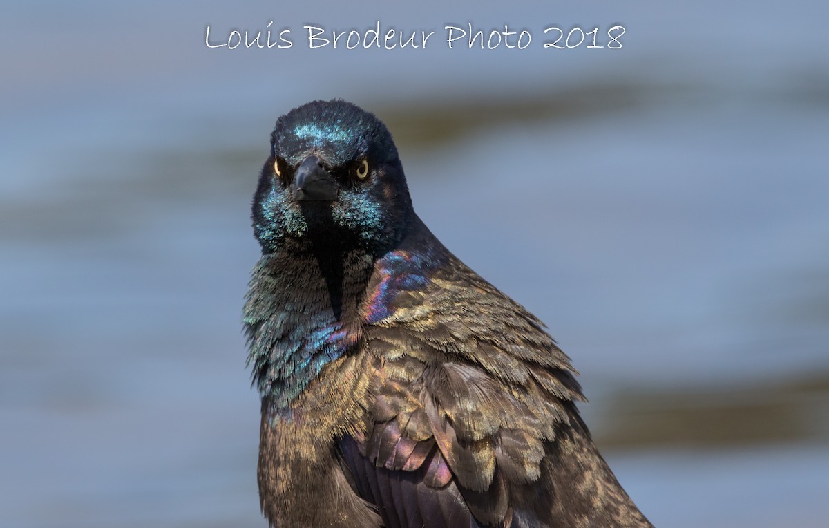 Common Grackle - ML98656611