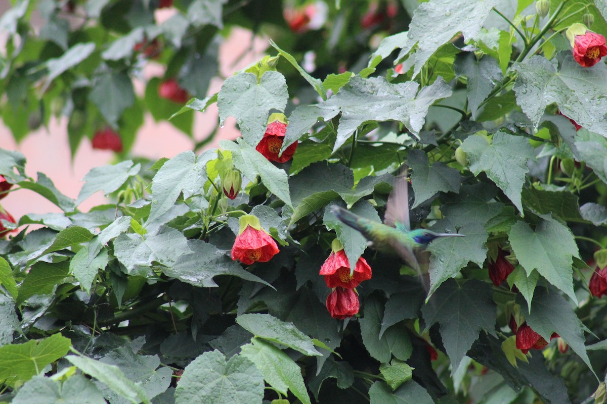 Colibrí Rutilante - ML98657601