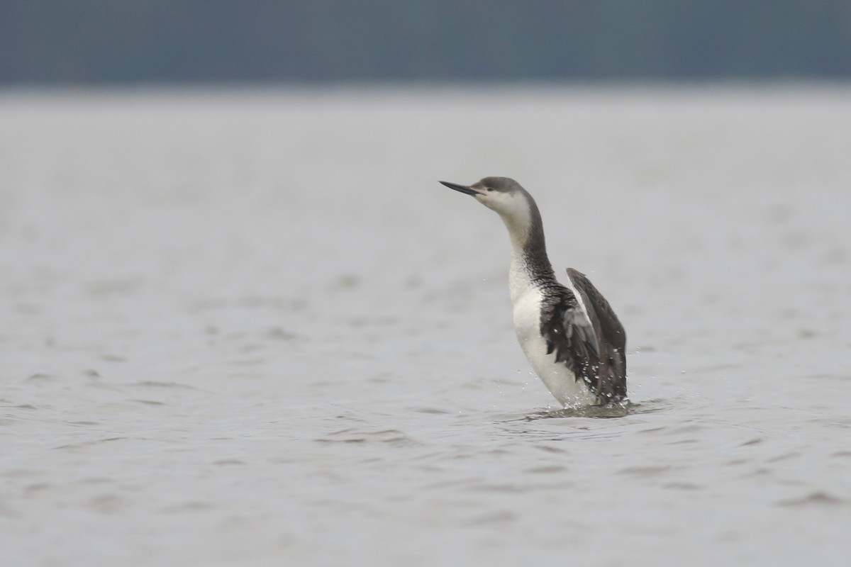 Red-throated Loon - ML98658761