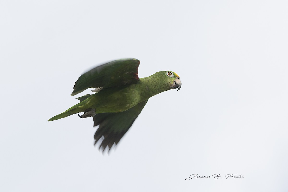 Yellow-crowned Amazon - ML98659891