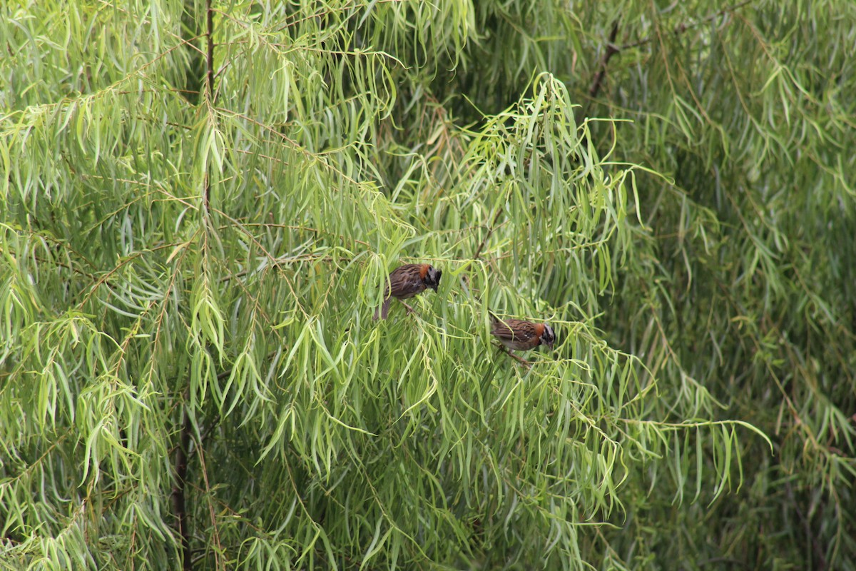 Rufous-collared Sparrow - Julio Aponte Reyes