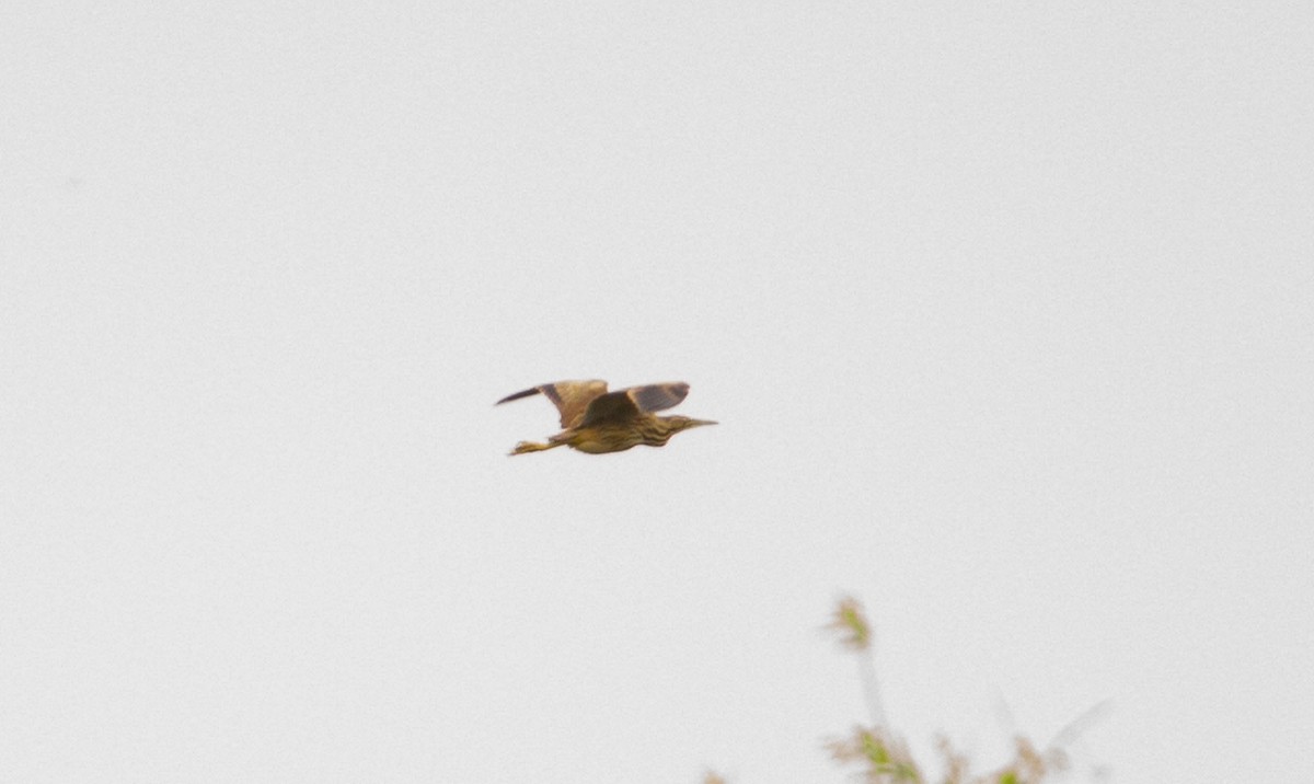 American Bittern - ML98661091