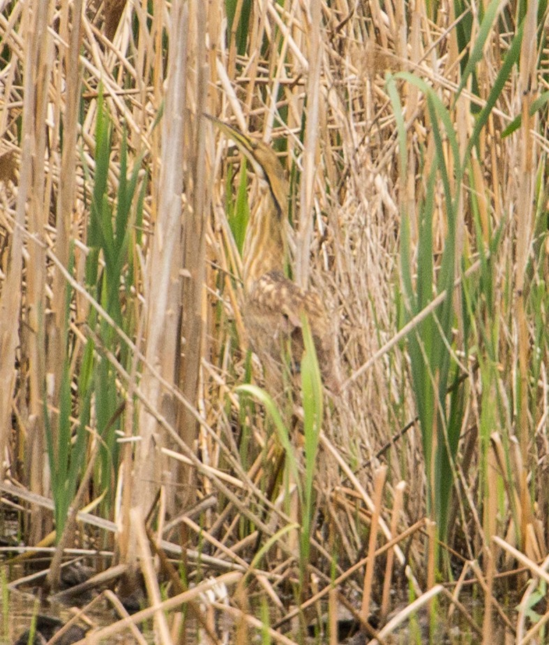 American Bittern - ML98661111