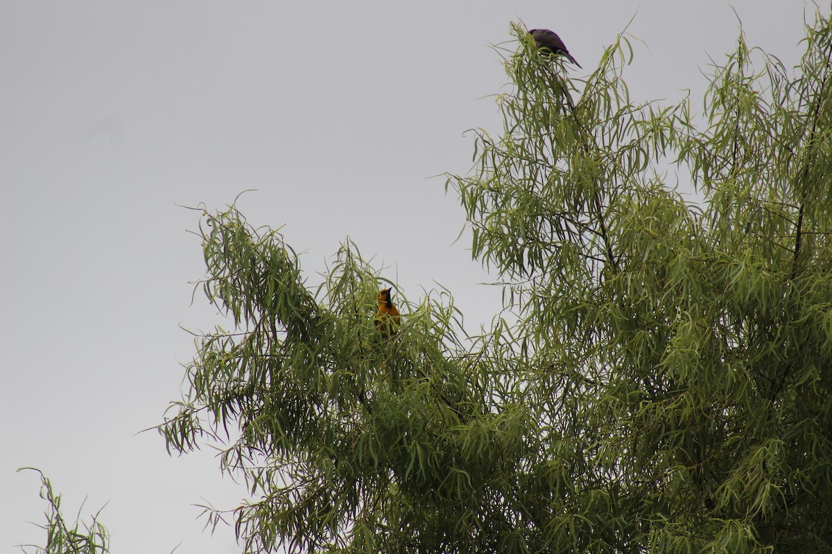 Yellow Oriole - ML98661861