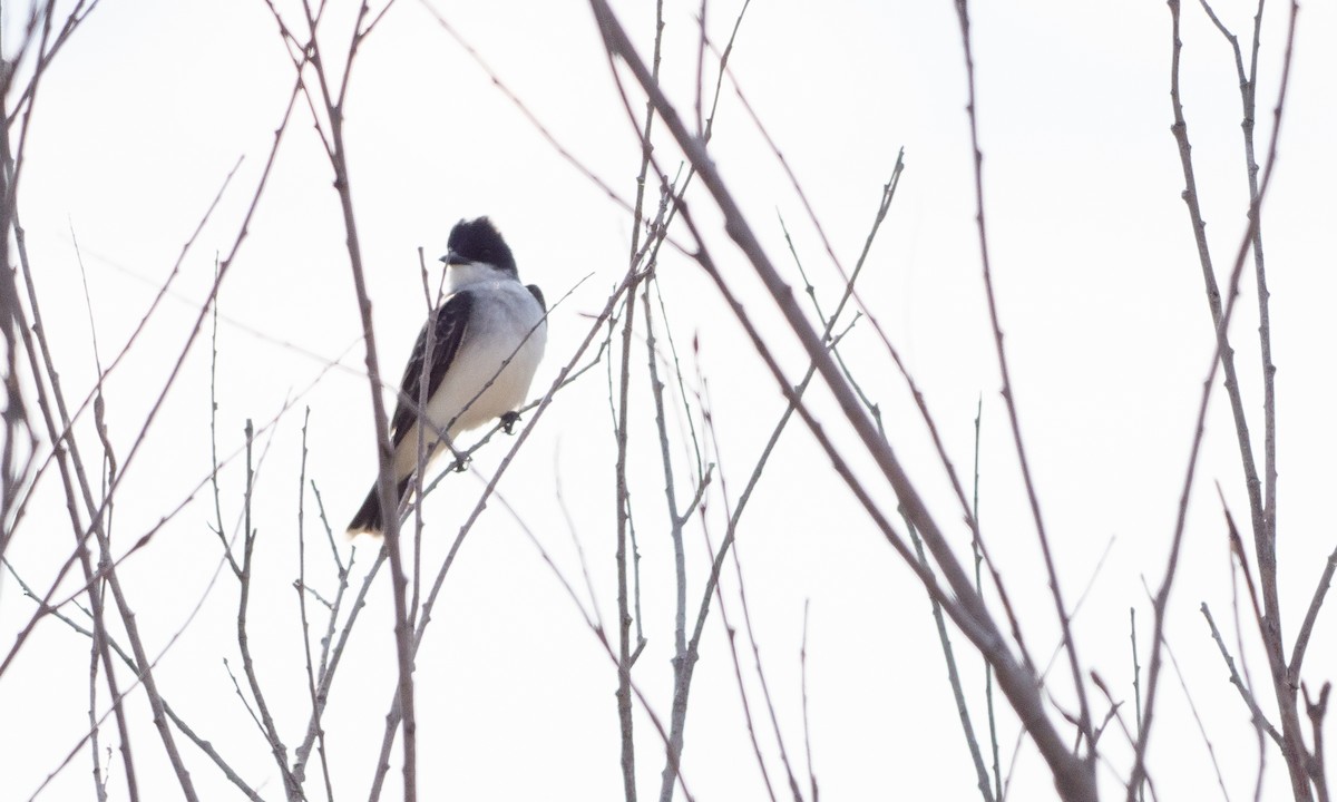 Eastern Kingbird - ML98662191