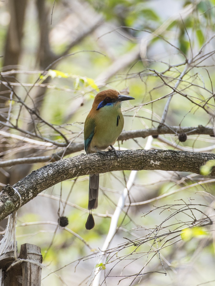 Russet-crowned Motmot - ML98662991