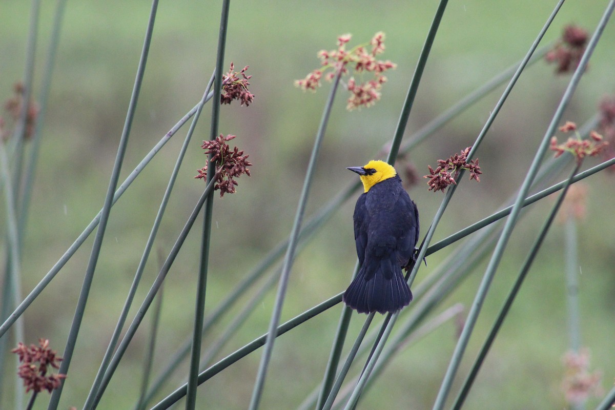 Yellow-hooded Blackbird - Julio Aponte Reyes