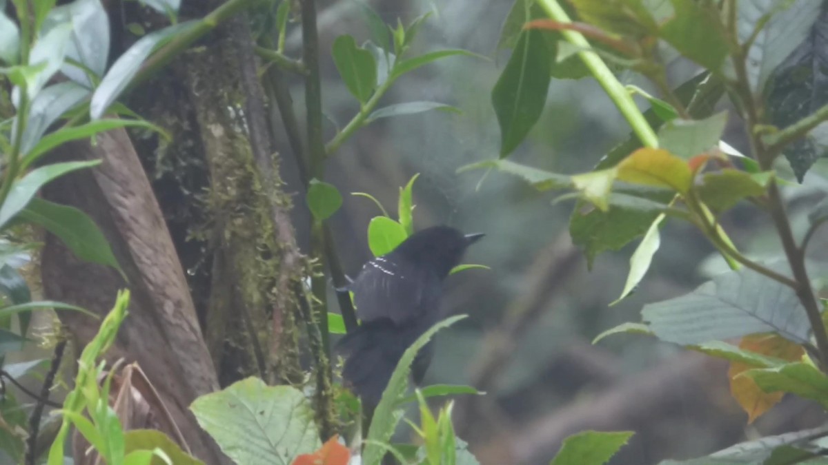 Bicolored Antvireo - ML98664181