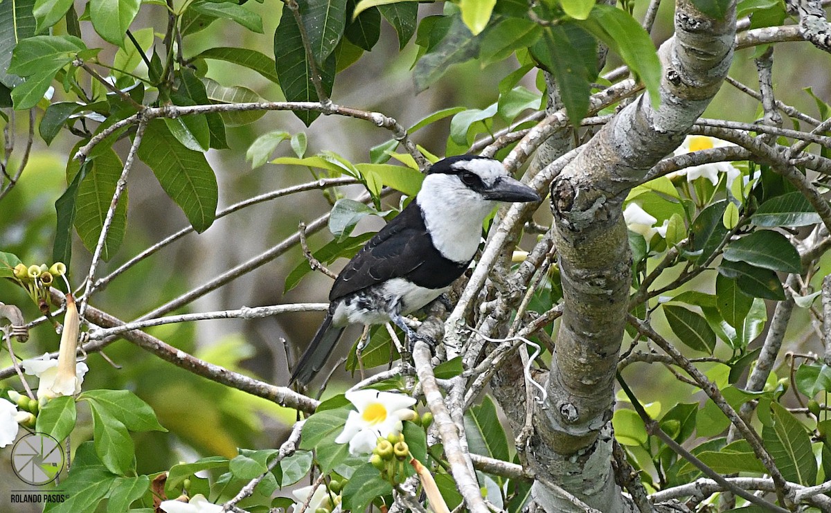 White-necked Puffbird - Rolando Tomas Pasos Pérez