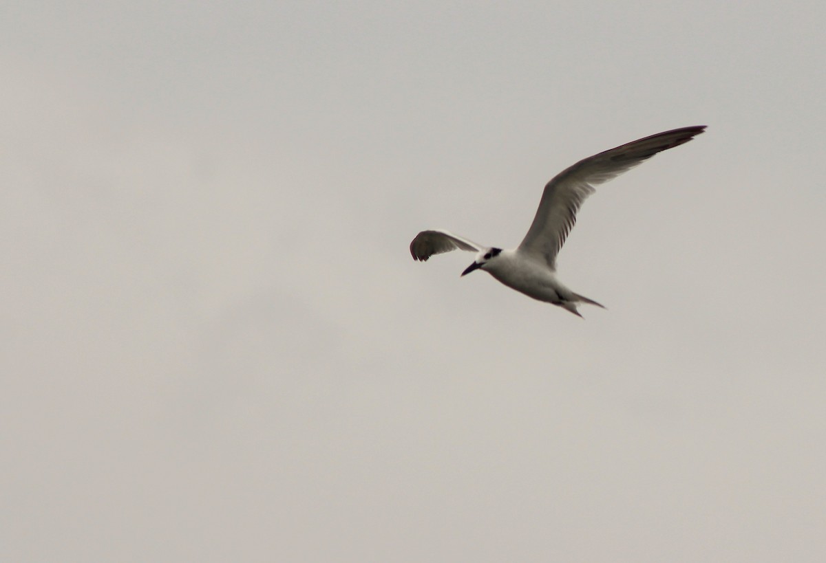 Sandwich Tern - Sebastián  Giraldo Dávila