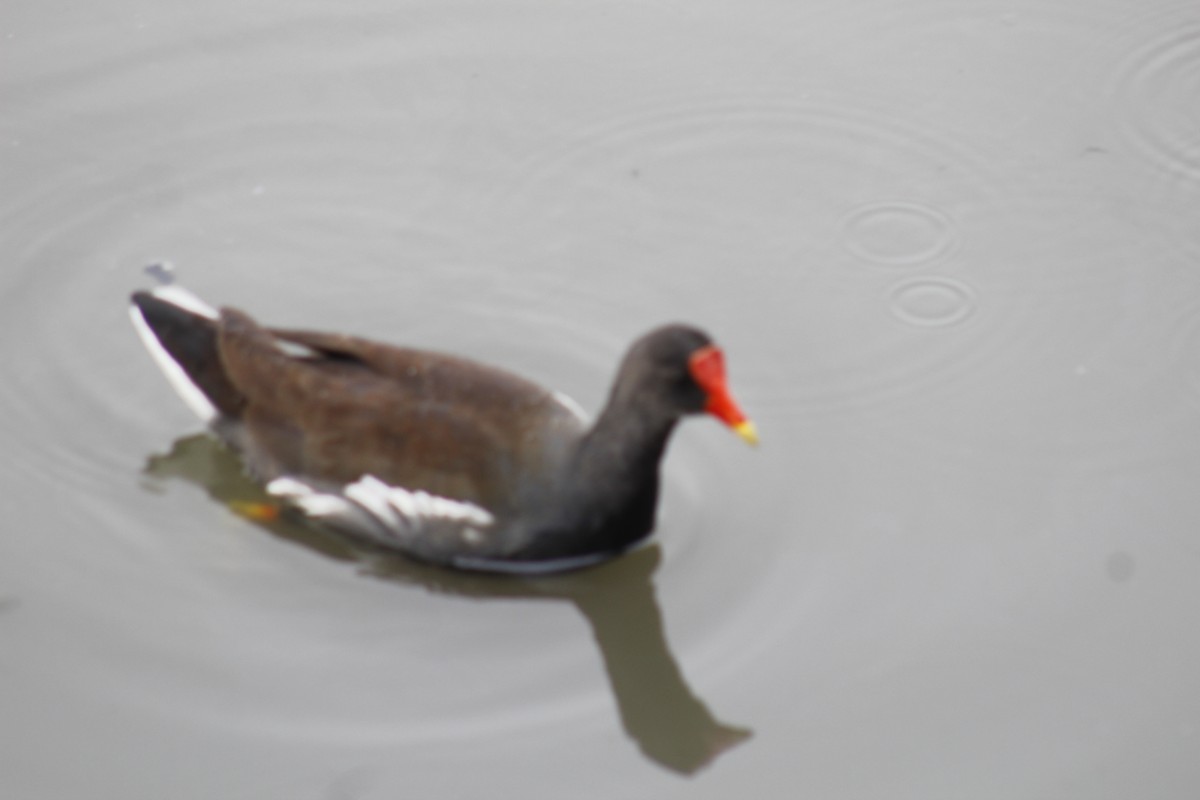 Gallinule d'Amérique - ML98665931