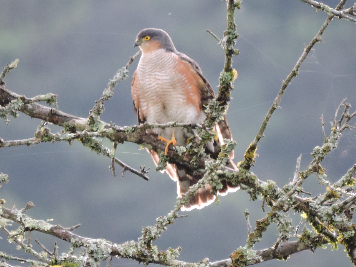 Sharp-shinned Hawk - ML98667001