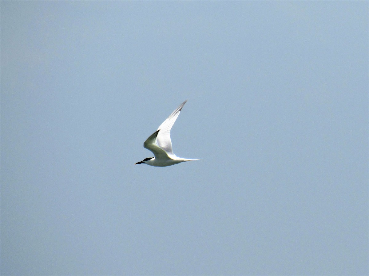 Sandwich Tern - ML98667201