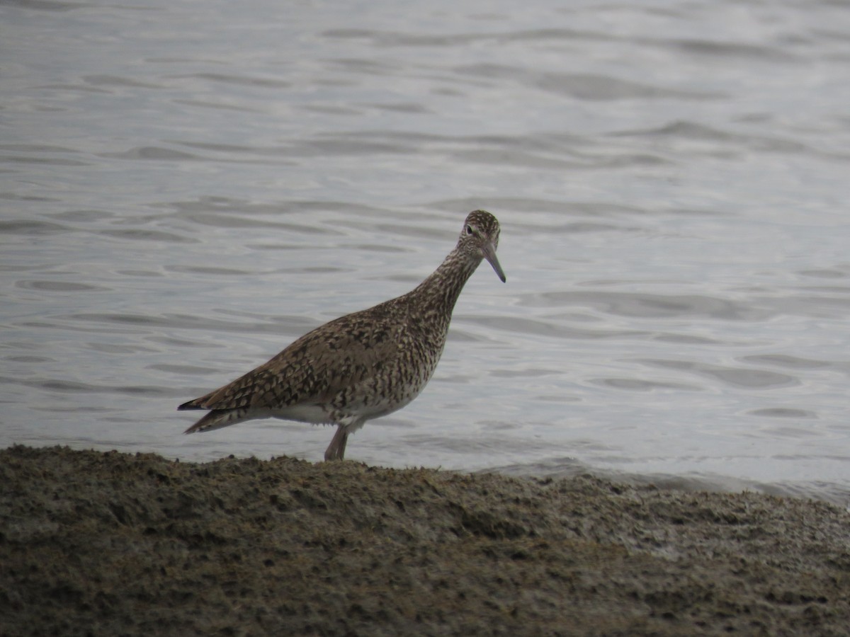 Willet - ML98667441