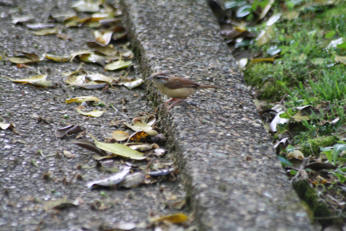 Carolina Wren - ML98668311