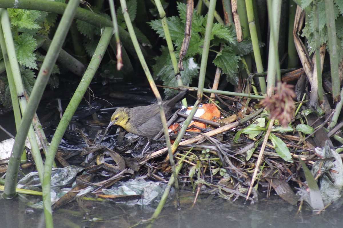 Yellow-hooded Blackbird - ML98668511