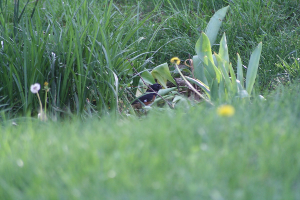 ワキアカトウヒチョウ - ML98668661