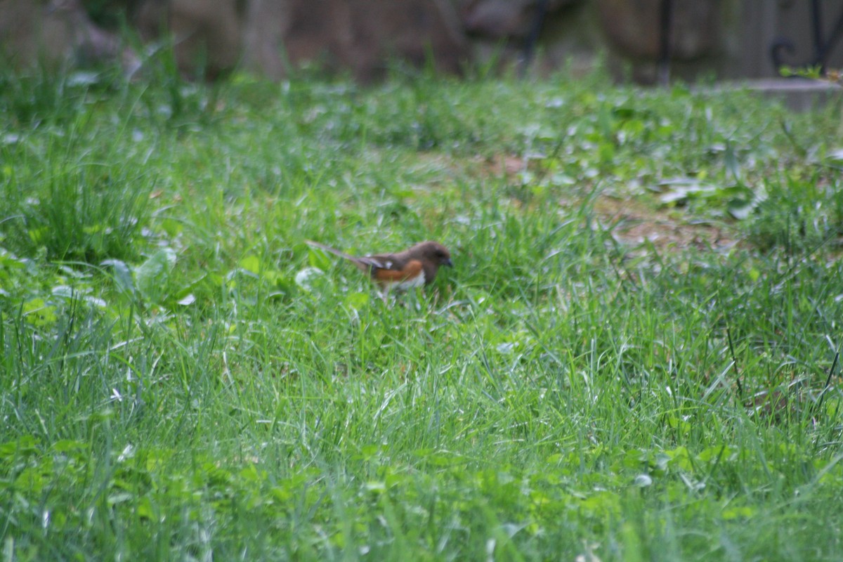 ワキアカトウヒチョウ - ML98668851