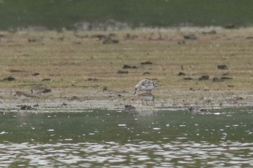 Sanderling - ML98669051