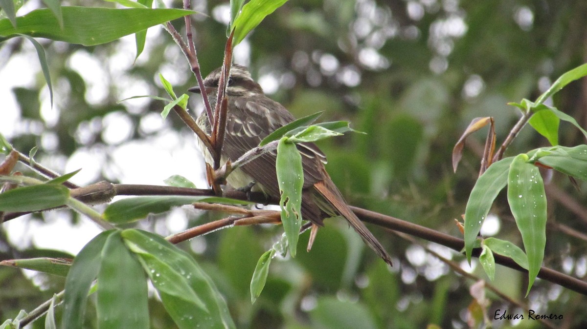 glennetyrann - ML98673481