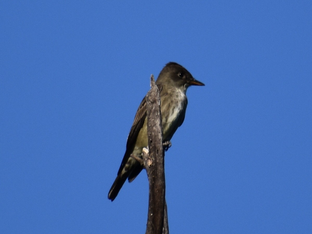 Olive-sided Flycatcher - ML98673831