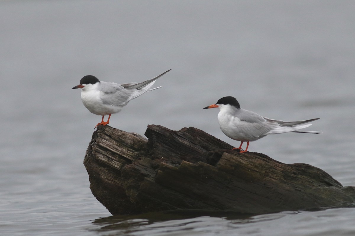 Forster's Tern - ML98674081