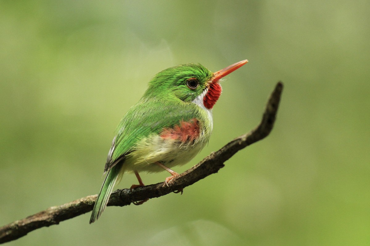 Jamaican Tody - Julie Filiberti