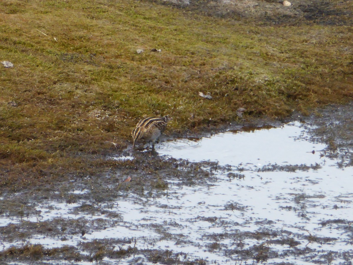 Common/Wilson's Snipe - ML98675171