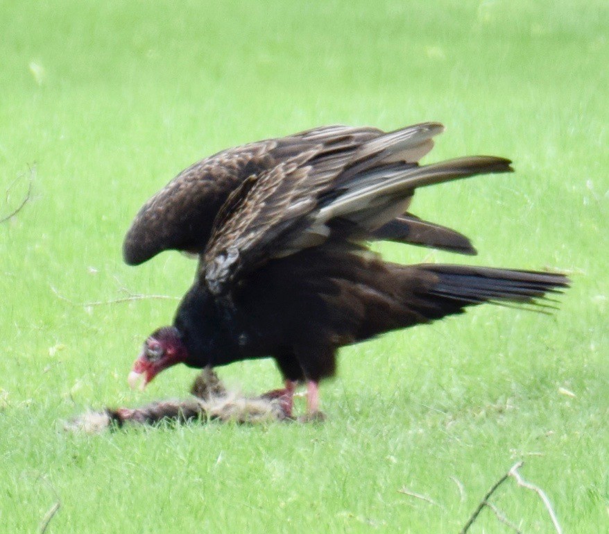 Turkey Vulture - MiMi Hoffmaster 🦩👀👂