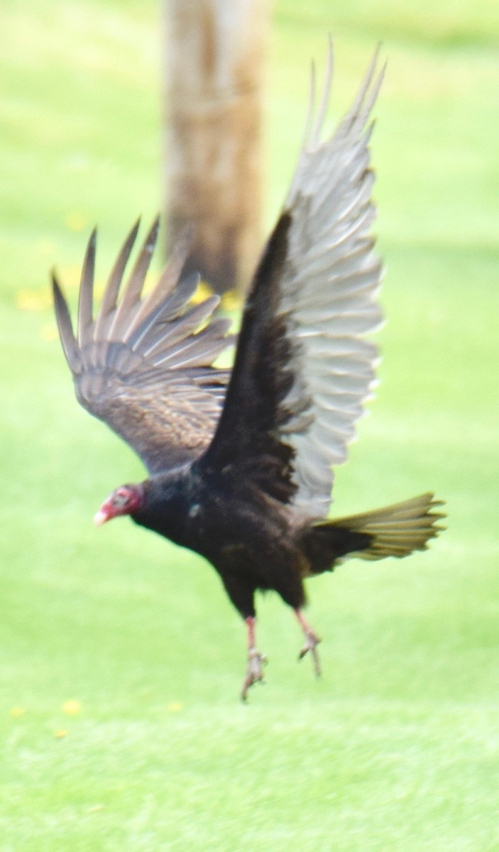 Turkey Vulture - MiMi Hoffmaster 🦩👀👂