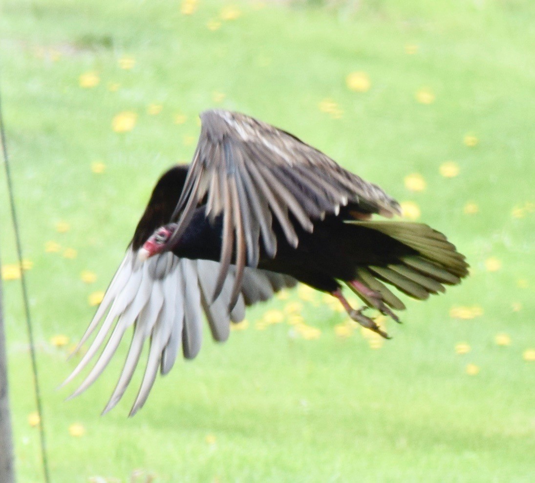 Turkey Vulture - ML98676171