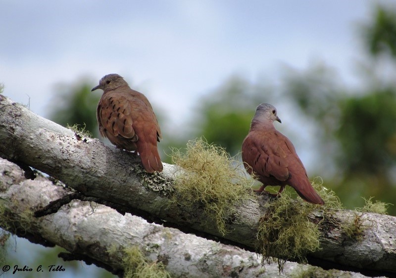 Ruddy Ground Dove - ML98676531